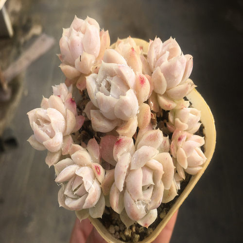 【白月影 阿尔巴白月影】一物一拍  多肉植物 大棚基地 绿植 - 图0