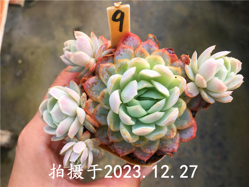 冰梅 一物一拍 日冰韩冰 捧花群 多肉植物 非奶油贝瑞 绿植盆栽 - 图2