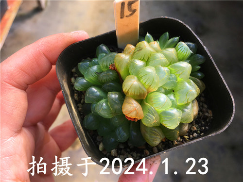 【冰灯玉露】瓦苇属 12卷 多肉植物 一物一拍 绿植盆栽迷你办公室 - 图2