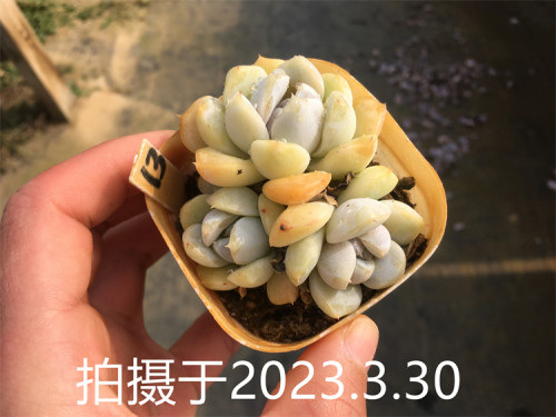 【雪兔 泰尼汉堡】 多肉植物 一物一拍 大棚直销 绿植盆栽迷你 - 图0