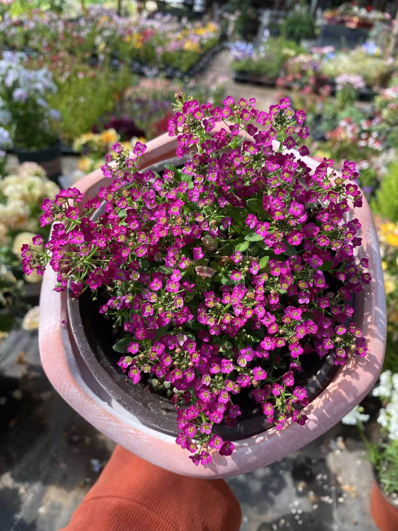 香雪球花镜草坪花卉组盆配花造景芳香性耐寒满25包邮,淘宝优惠券,粉丝福利购,淘宝优惠卷