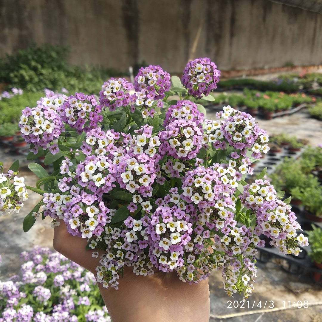 香雪球花镜草坪花卉组盆配花造景芳香性耐寒满25包邮,淘宝优惠券,粉丝福利购,淘宝优惠卷