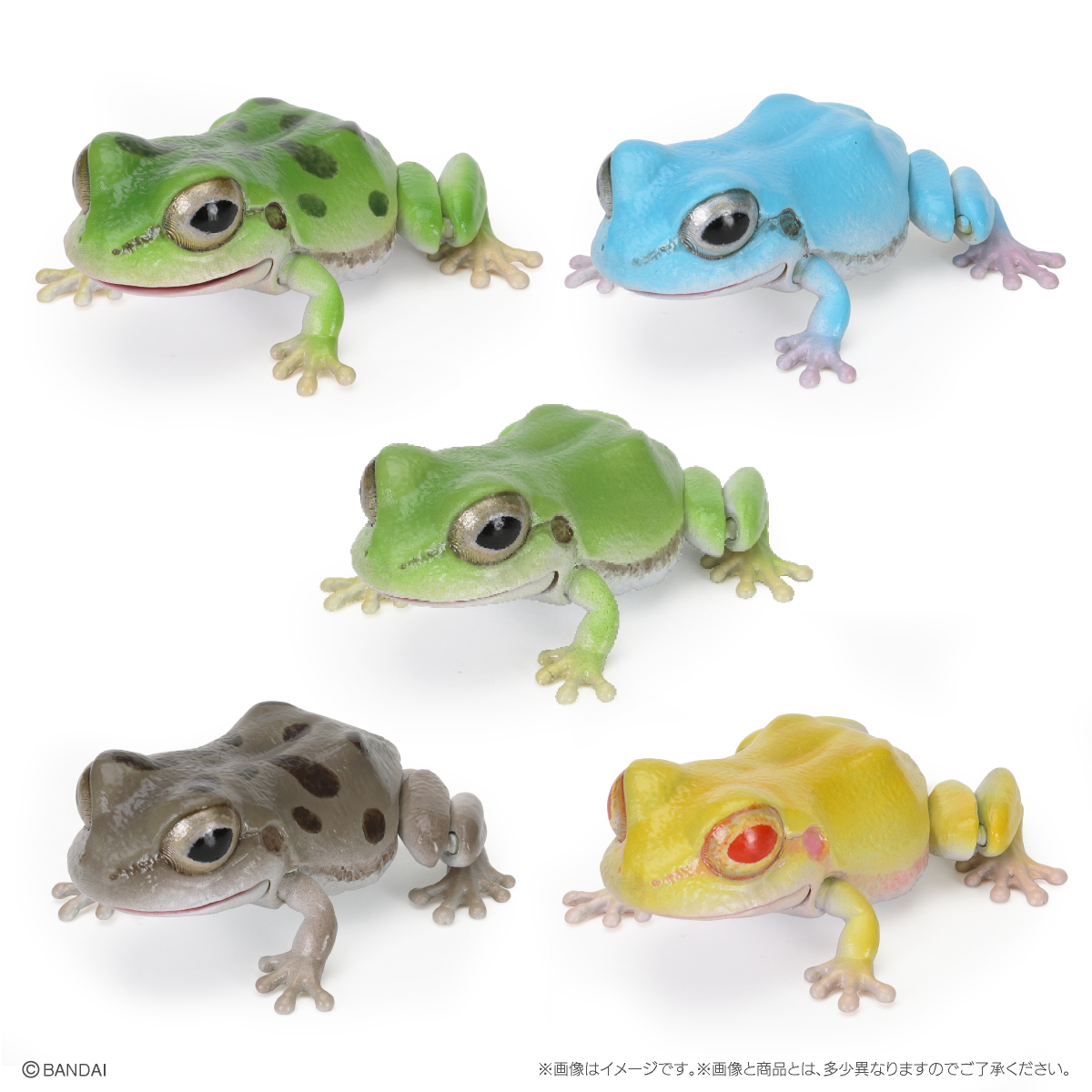 10月预售 万代 扭蛋 生物大图鉴 青蛙 日本 树蛙 东北雨蛙 摆件 - 图3