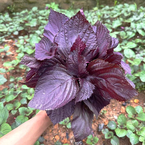 农家双面紫紫苏苗苏子苗可食用包肉烧鱼去腥提鲜全紫老品种红紫苏 - 图1