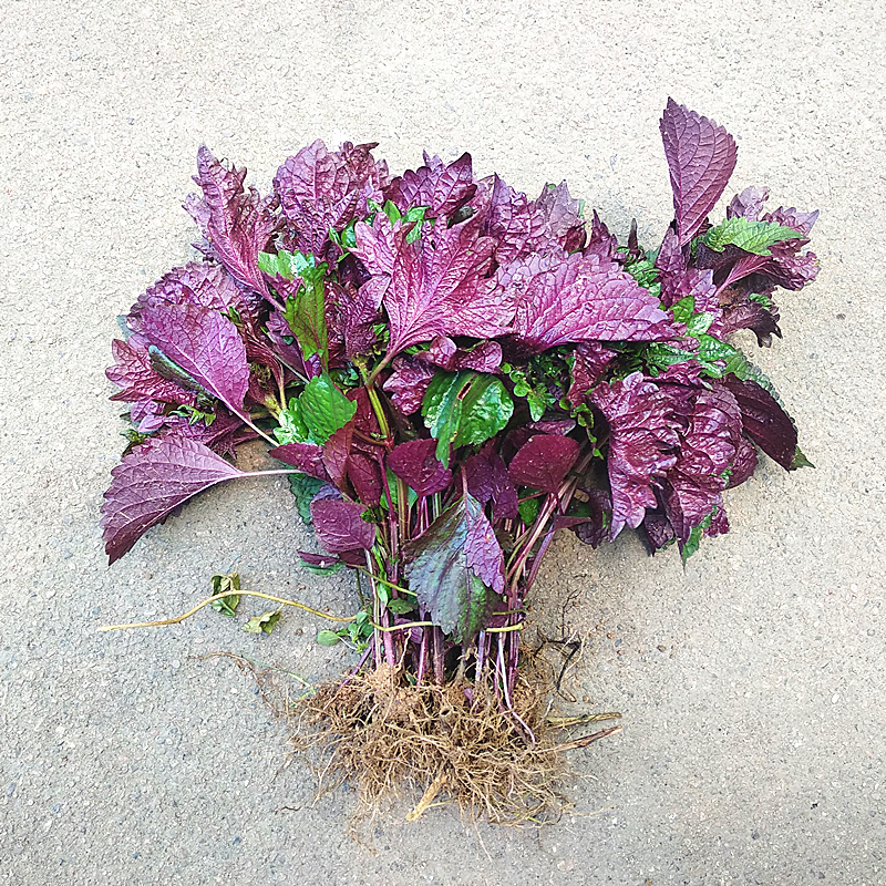 农家紫苏苗20棵带根带土发 农家现摘皱叶苏苗盆栽浓香可食用 - 图0