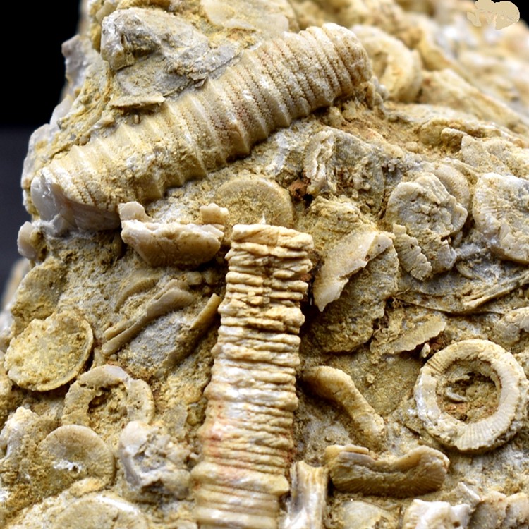 泥盆纪海百合茎化石天然古生物海洋化石铜钱石地质科普教学标本,淘宝优惠券,粉丝福利购,淘宝优惠卷