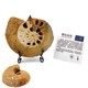 Nigerian Ammonite Slices Home Decor Collection