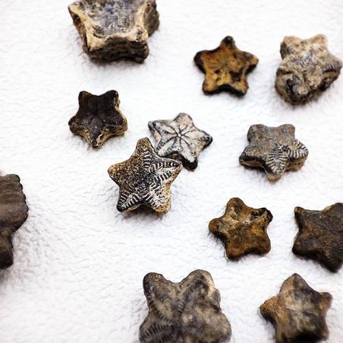 摩洛哥星星海百合茎天然菊石化石三叶虫化石海洋生物化石科普标本 - 图0