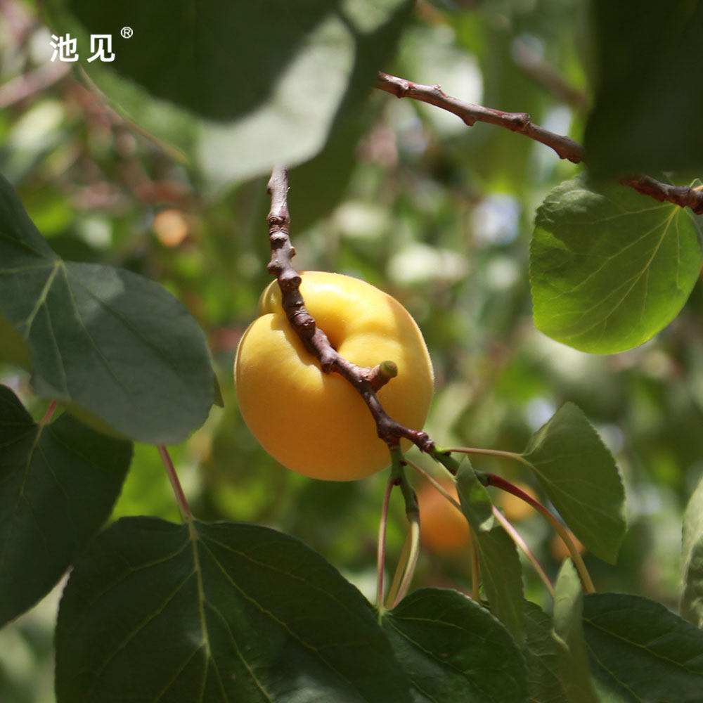 池见当季新鲜水果现摘现发陕西凝香小黄甜杏蜜杏子杏香浓郁30枚装,淘宝优惠券,粉丝福利购,淘宝优惠卷