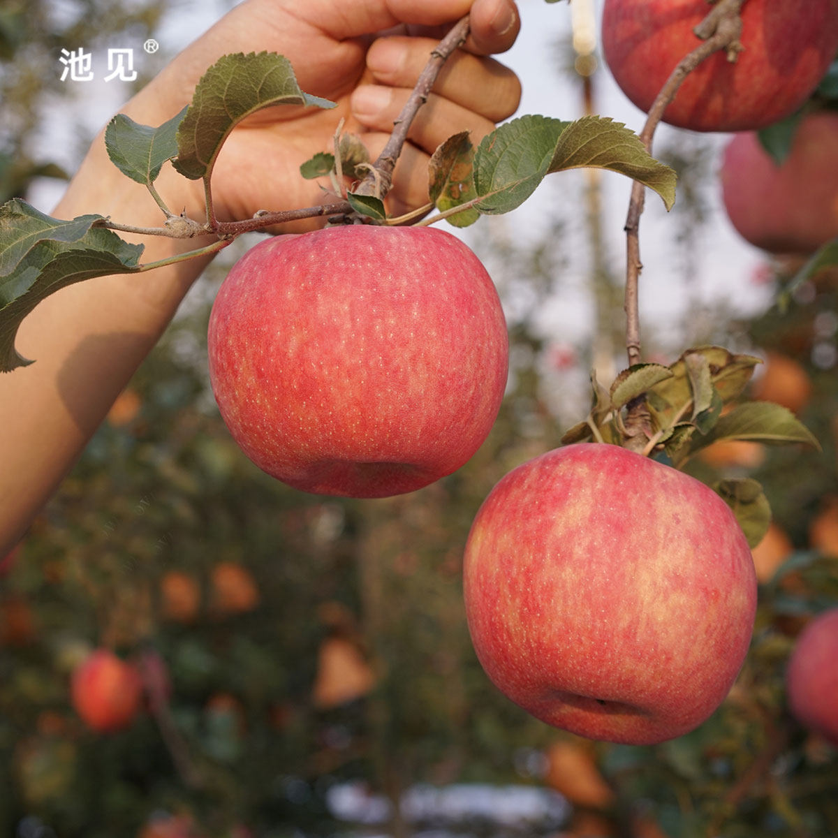 池见2025年新鲜红奈脆苹果秦脆升级版水果脆甜多汁红苹果孕妇儿童,淘宝优惠券,粉丝福利购,淘宝优惠卷