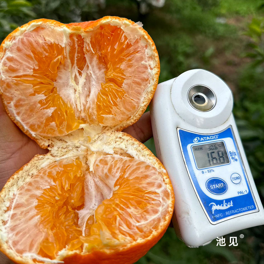 池见 甘平皇后柑橙子非耙耙柑橙子柑橘新鲜水果整箱眉山,淘宝优惠券,粉丝福利购,淘宝优惠卷