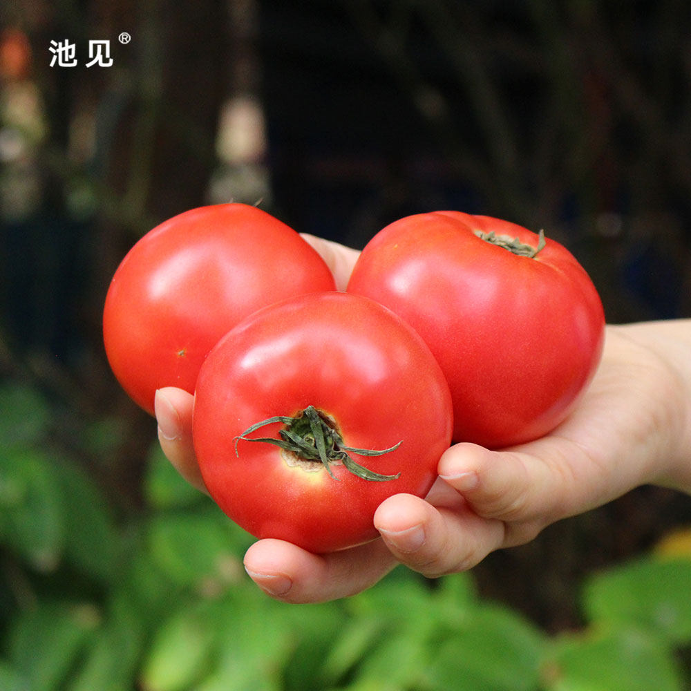 池见 自然成熟 日引秀福番茄土番茄西红柿新鲜蔬菜沙瓤番茄可生吃,淘宝优惠券,粉丝福利购,淘宝优惠卷