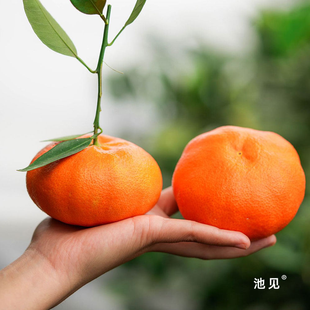 池见 甘平皇后柑橙子非耙耙柑橙子柑橘新鲜水果整箱眉山,淘宝优惠券,粉丝福利购,淘宝优惠卷