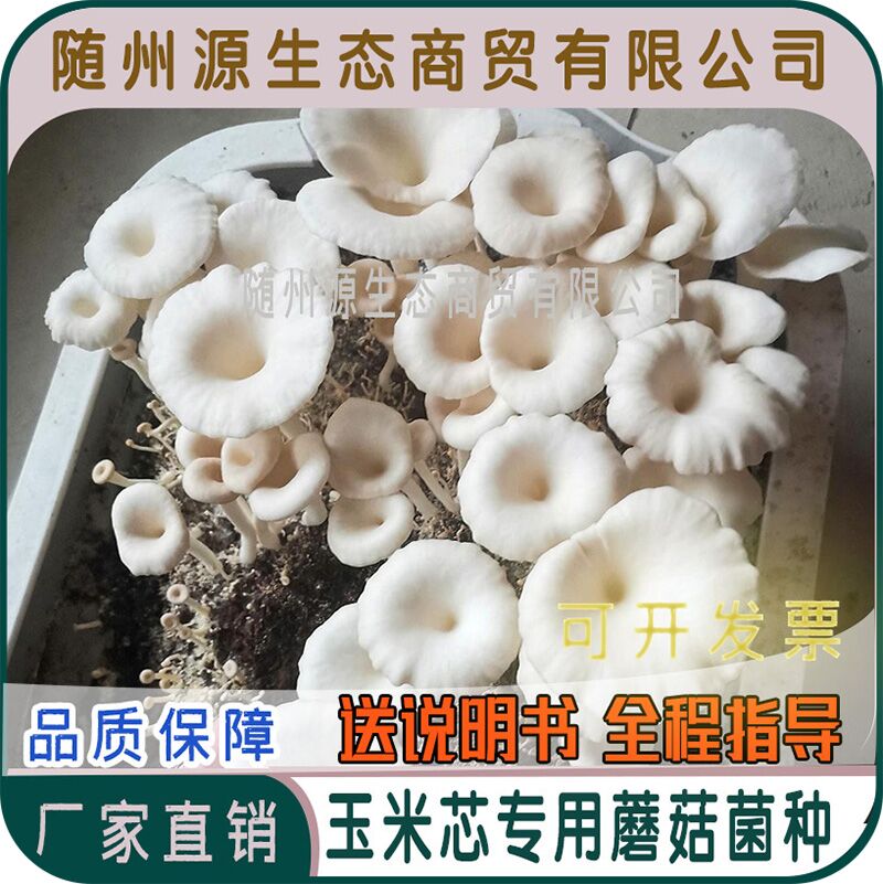 榆黄蘑菌种玉米芯专用菌种 种在稻草玉米杆桔杆上的榆黄蘑菌种 - 图1