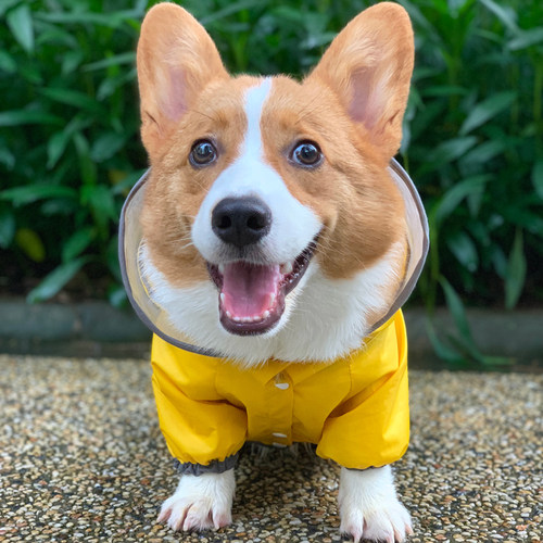 柯基犬狗狗雨衣四脚全包防水比熊西高地雨衣全包户外宠物用品 - 图0