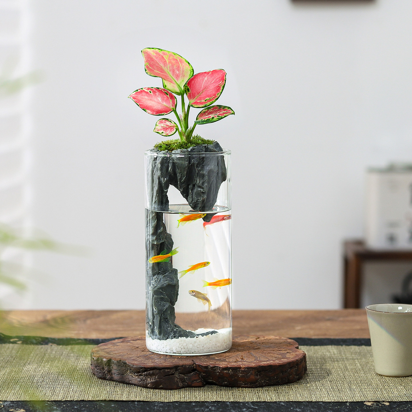 狼尾蕨盆栽室内迷你微景观生态瓶小鱼缸办公桌面绿植好养活送礼物,淘宝优惠券,粉丝福利购,淘宝优惠卷