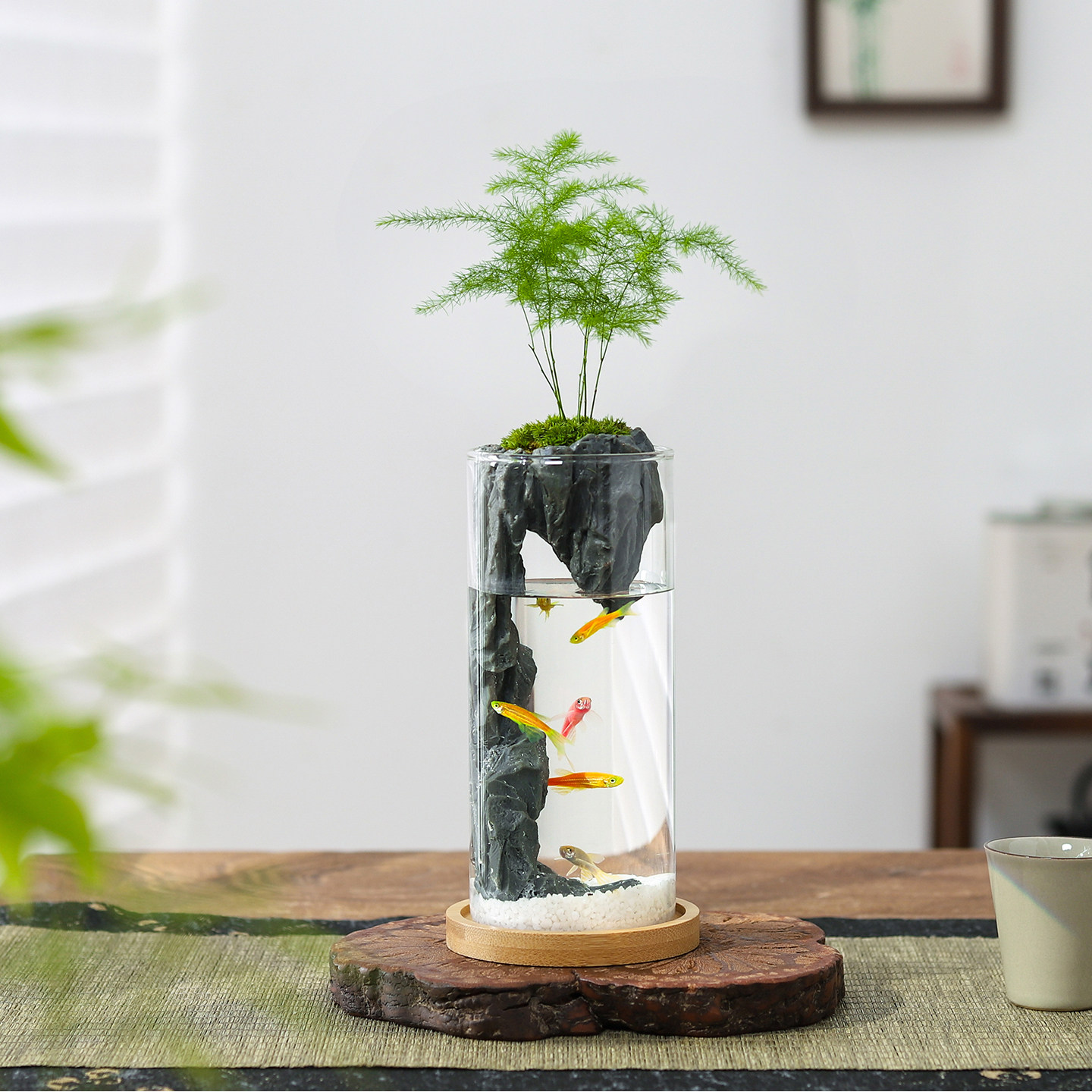 狼尾蕨盆栽室内迷你微景观生态瓶小鱼缸办公桌面绿植好养活送礼物,淘宝优惠券,粉丝福利购,淘宝优惠卷