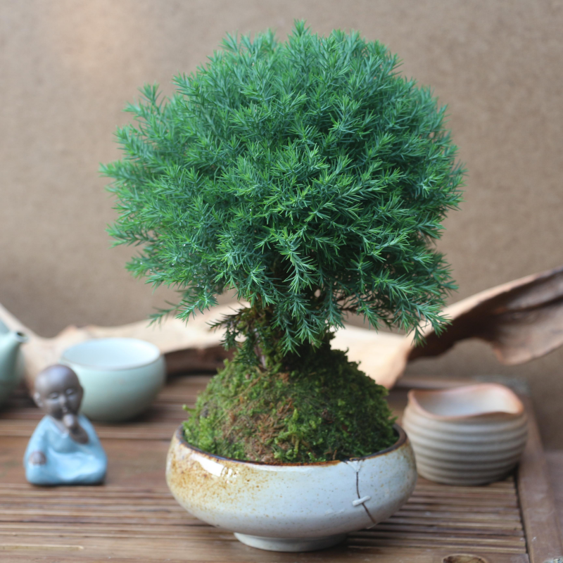 苔玉苔藓球雾松锦精品绿植水培好养净化空气禅意盆栽桌面摆件 苔玉苔藓球雾松锦精品绿植水培好养净化空气禅意盆栽桌面摆件