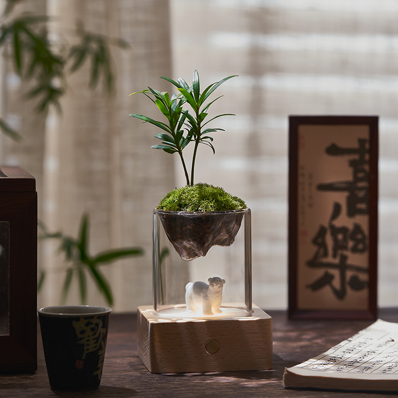 苔藓微景观造景观山杯办公桌绿植创意植物室内盆景书桌摆件罗汉松-图2