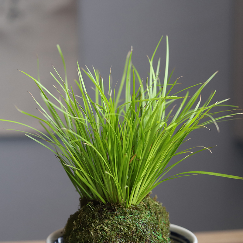 苔玉苔藓球金钱胧月菖蒲茶桌办公室禅意中式绿植盆栽水培净化空气 八芽园艺 淘优券 苔玉苔藓球金钱胧月菖蒲茶桌办公室禅意中式绿植盆栽水培净化空气 八芽园艺 淘优券