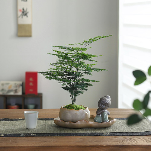 文竹盆栽室内好养活盆景中式禅意植物办公室桌面净化空气观叶绿植 - 图0