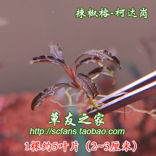 沉木造景阴性水草日本迷你榕辣椒榕针叶柯达岗冈蓝精灵幽灵玄武海 - 图2