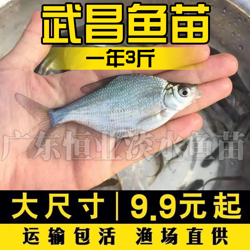 武昌鱼苗淡水养殖食用扁鱼苗活体三角鲂团头鲂边鱼苗超好养鳊鱼苗 - 图0