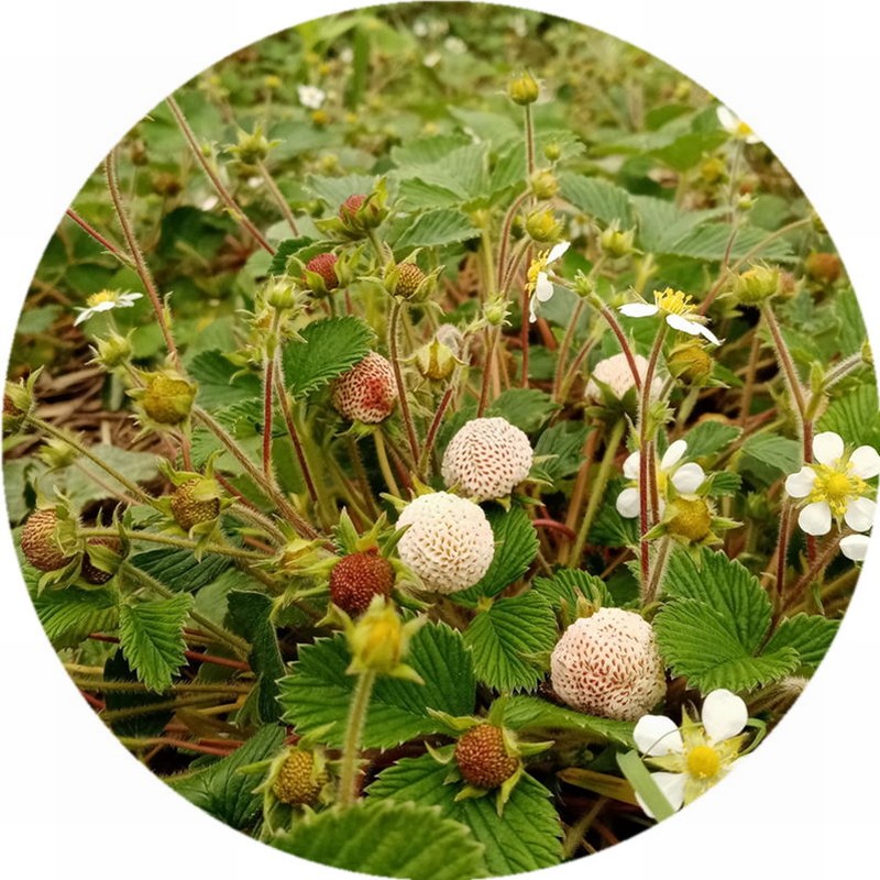 香甜野生白泡儿苗苗盆栽花果期水蜜桃味儿绿植植物浇水即活好养易 - 图3