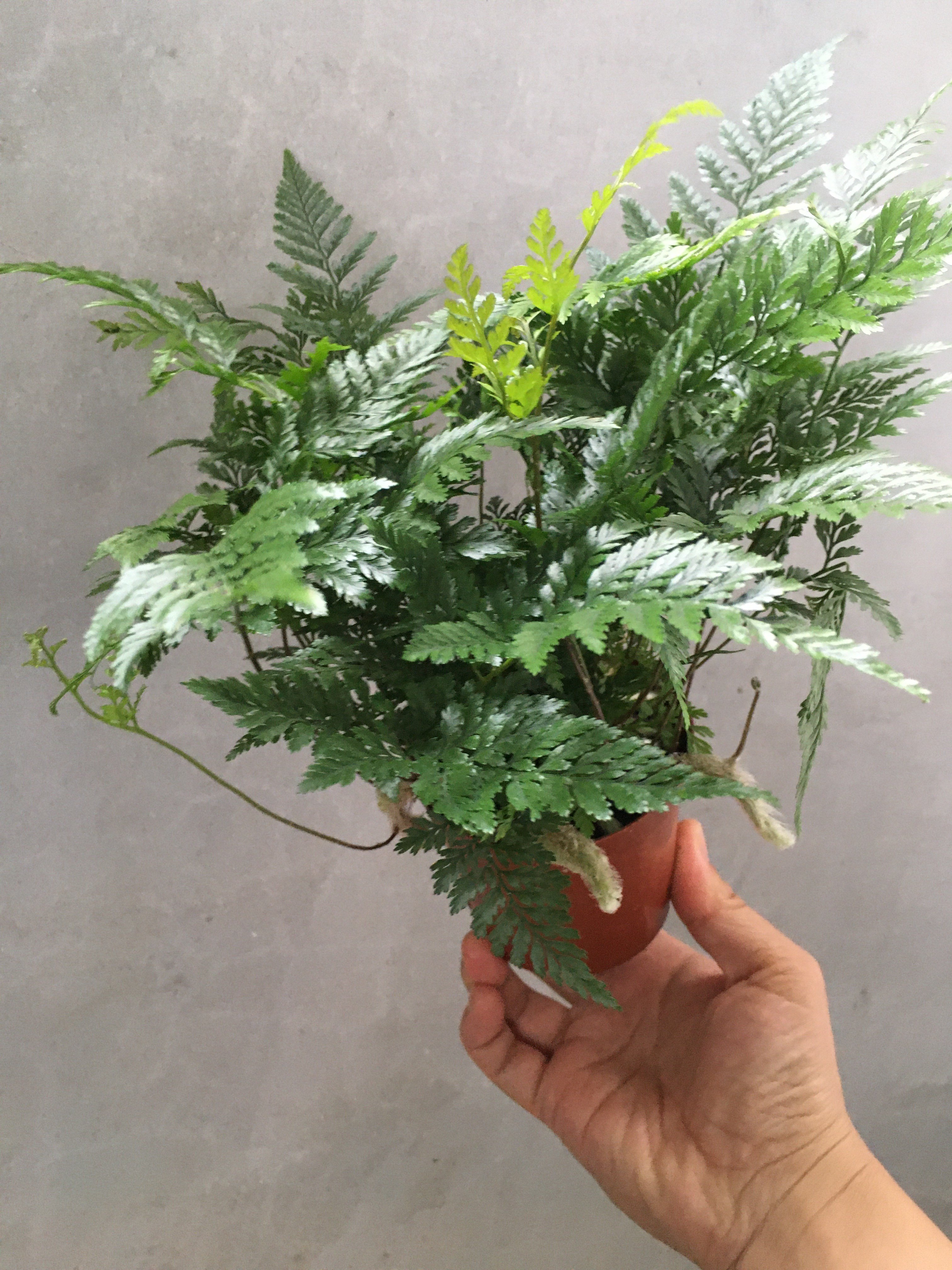 狼尾蕨盆栽蕨类老桩盆景小苗植物造型水培绿植室内好养苔玉苔藓球,淘宝优惠券,粉丝福利购,淘宝优惠卷