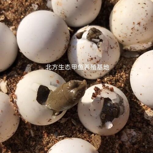 甲鱼蛋受精蛋可孵化中华鳖繁殖种蛋卵王八乌龟水鱼蛋活体宠物礼物 - 图0