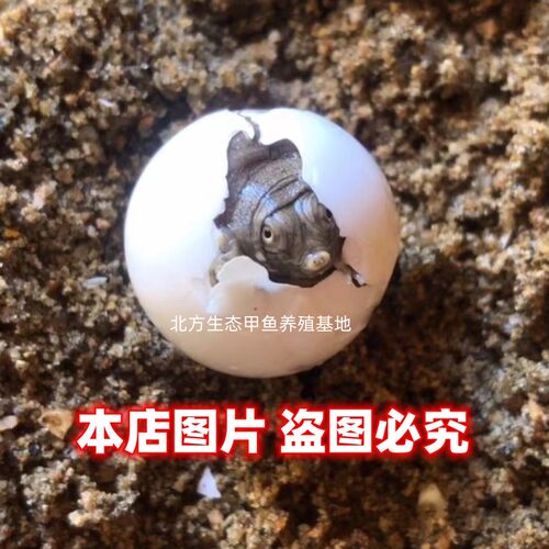 甲鱼蛋受精蛋可孵化中华鳖繁殖种蛋卵王八乌龟水鱼蛋活体宠物礼物 - 图1