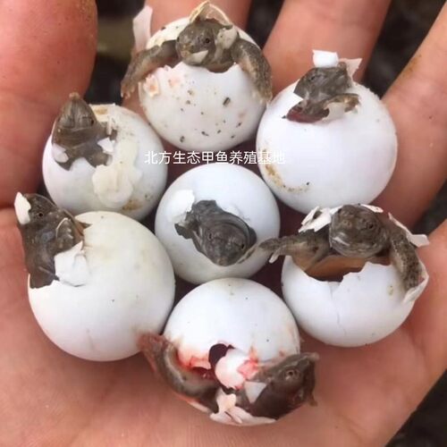 甲鱼蛋受精蛋可孵化中华鳖繁殖种蛋卵王八乌龟水鱼蛋活体宠物礼物 - 图2