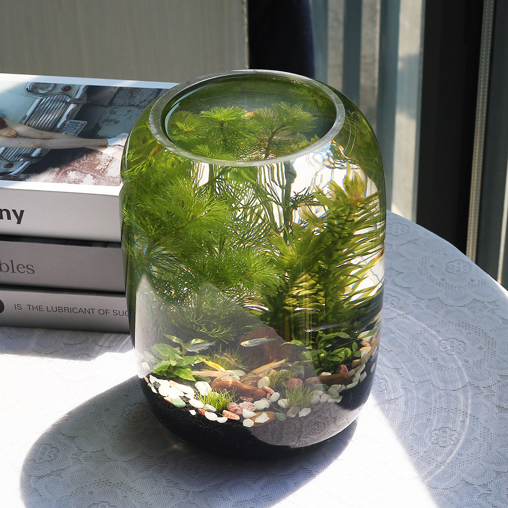生态瓶微景观免换水diy科学作业材料玻璃办公桌面小鱼缸生态鱼缸,淘宝优惠券,粉丝福利购,淘宝优惠卷