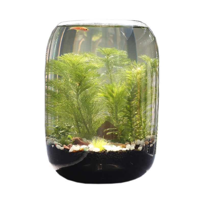 生态瓶微景观免换水diy科学作业材料玻璃办公桌面小鱼缸生态鱼缸,淘宝优惠券,粉丝福利购,淘宝优惠卷