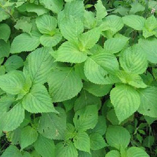 绿苏种子 苏子 苏叶 适合生鱼片 煎黄瓜煮粥 能食用药用 约30粒 - 图1