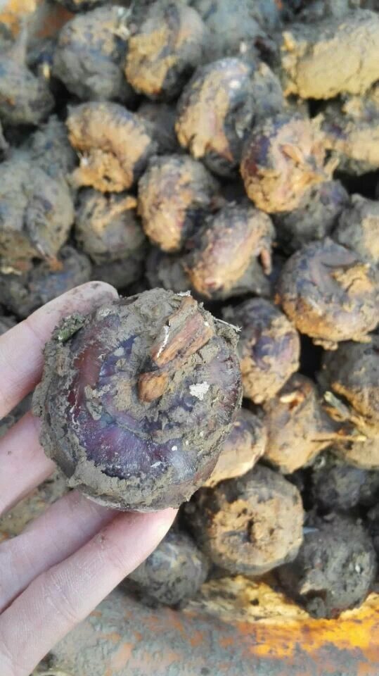 广西桂林荔浦特产 大果 现挖新鲜自种水果马蹄荸荠   15-20个1斤 - 图1