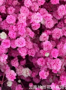 满天星干花手工diy花束材料批发家居装饰摆件永生花满天星批发