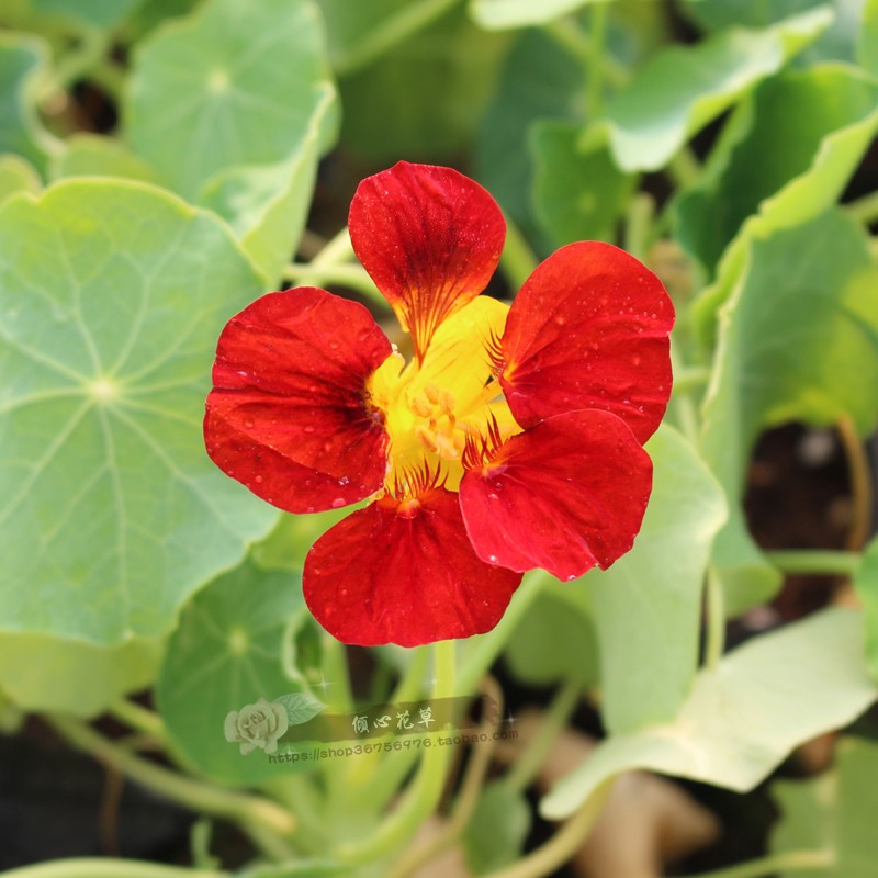 旱金莲苗 旱金莲盆栽苗  旱荷花小苗  阳台庭院盆栽花卉 爬藤植物 - 图0