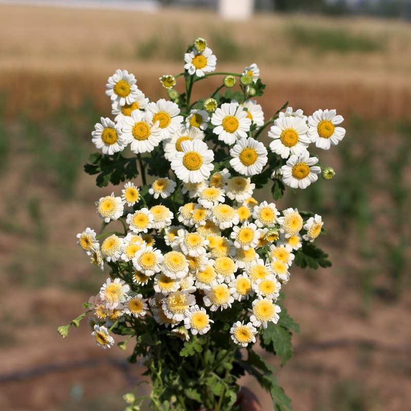 短舌匹菊盆栽苗 切花洋甘菊 卡洛斯小雏菊紧凑阳台办公室盆栽花卉 - 图0