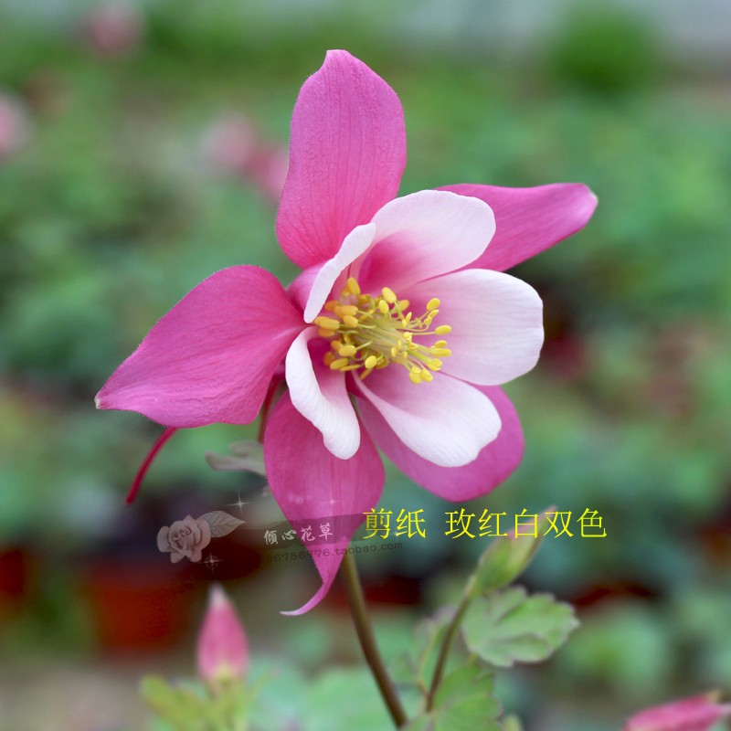 大花耧斗菜花苗剪纸系列漏斗菜盆栽阳台庭院花卉植物自产自销-图0