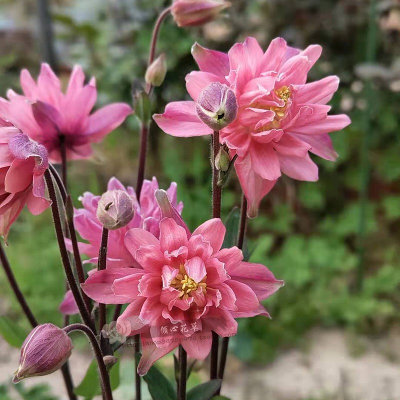 开花植物 耧斗菜花苗 漏斗菜盆栽  阳台庭院花卉植物 自产自销 - 图1