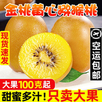 Golden Fruits Yellow Heart Kiwi Fruits Fresh 5 Cati Should Be Season Pregnant Woman Fruit Whole Box Chisot Kiwifruit Great Fruit Macaque Peach 9