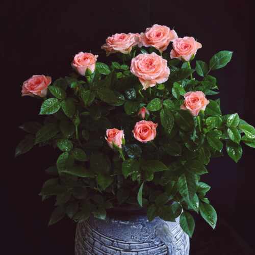 欧月盆栽仙度瑞拉月季玫瑰盆栽带花发多年生木本花卉花期长室内外 - 图2