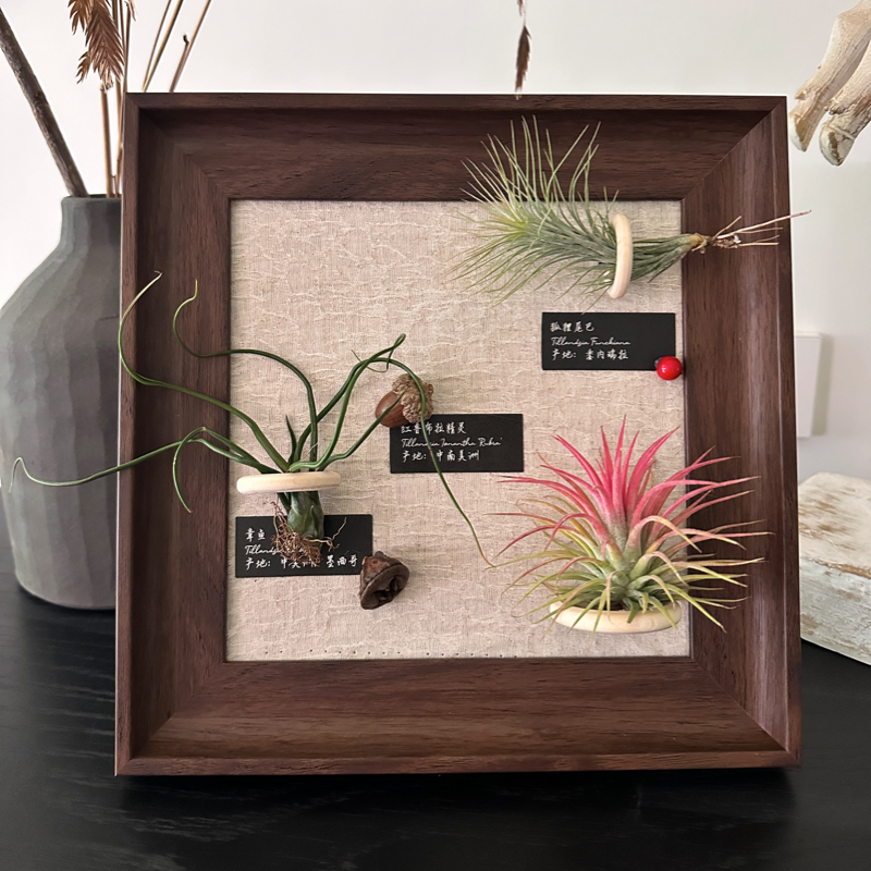 生野造物牵挂梨大方框空气凤梨相框装饰桌面绿植摆件软装挂画礼物,淘宝优惠券,粉丝福利购,淘宝优惠卷