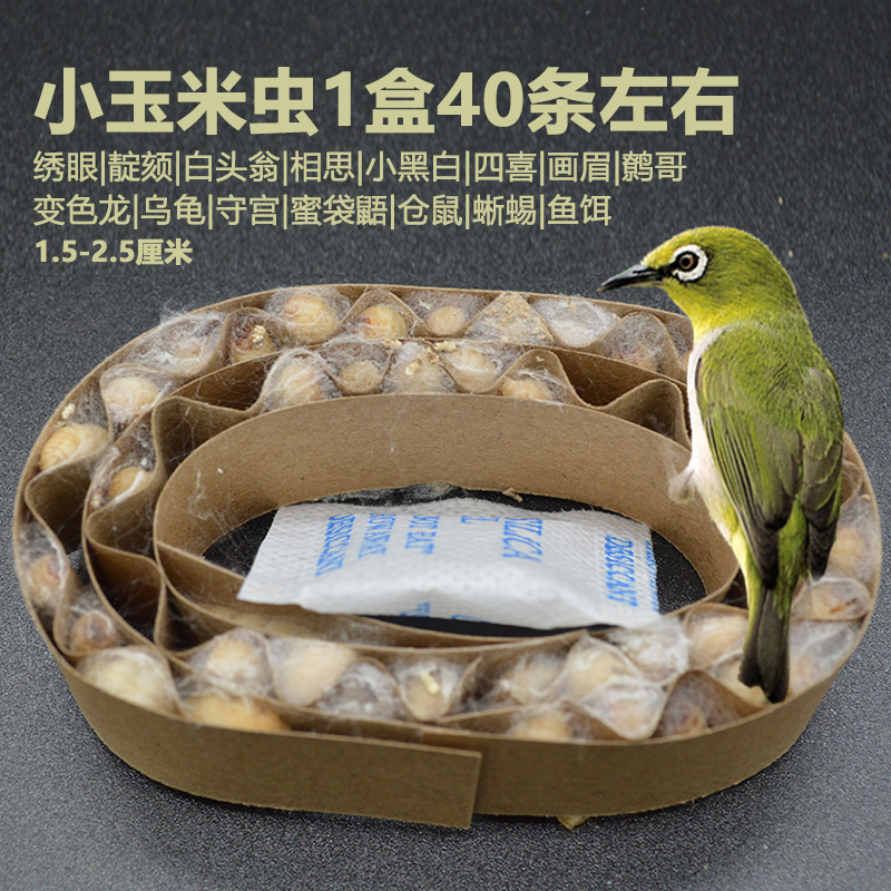 玉米虫活虫包邮钓饵画眉绣眼百灵鸟蜜袋鼯仓鼠守宫角蛙零食葡萄虫-图1