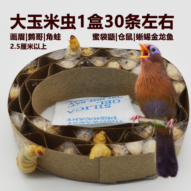 玉米虫活虫包邮钓饵画眉绣眼百灵鸟蜜袋鼯仓鼠守宫角蛙零食葡萄虫 - 图0