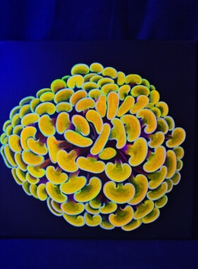 荧光画海缸装饰画海水鱼海洋生物珊瑚30厘米方现货