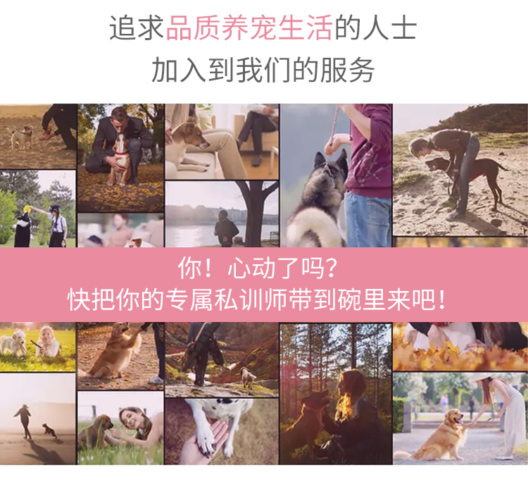 上海训犬学校狗狗学校高级训犬师上门一对一指导上门训犬量身定制-图0