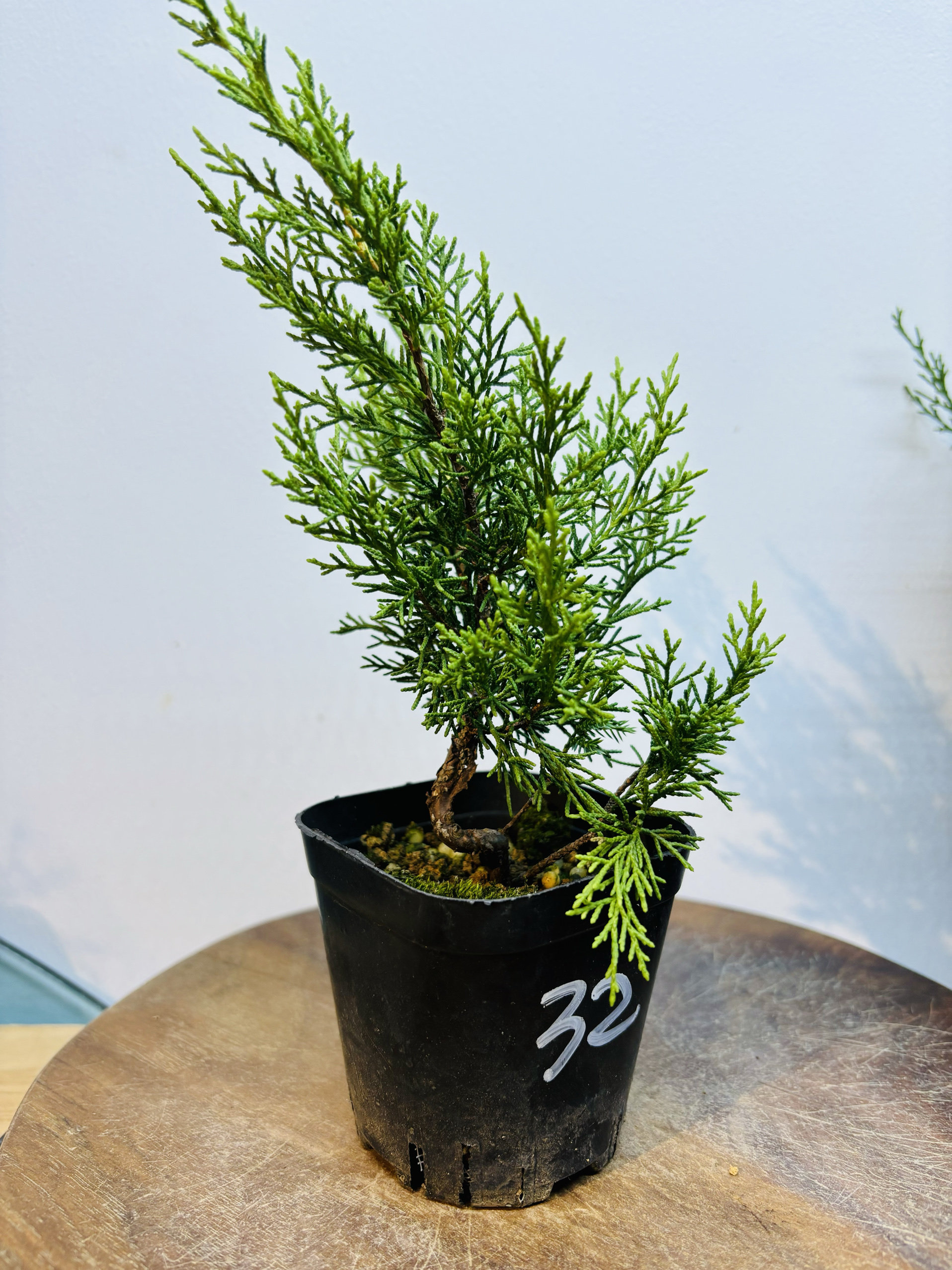 鑫之炎/日本原生宫坂系鱼川真柏素材小苗盆栽 柏树造型盆景盆栽,淘宝优惠券,粉丝福利购,淘宝优惠卷