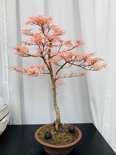 鑫之炎/原生日本红枫羽毛枫出猩猩蝴蝶枫鸡爪槭造型盆栽盆景花盆_虎窝淘